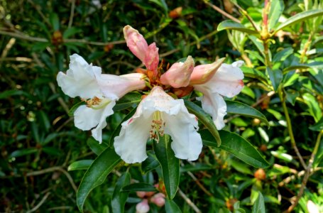 Rhododendron maddenii (Rhododendron polyandrum) - Caerhayes Castle gardens - Cornwall, England - DSC03016