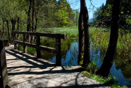 Rinner Waldmoor ostwärts