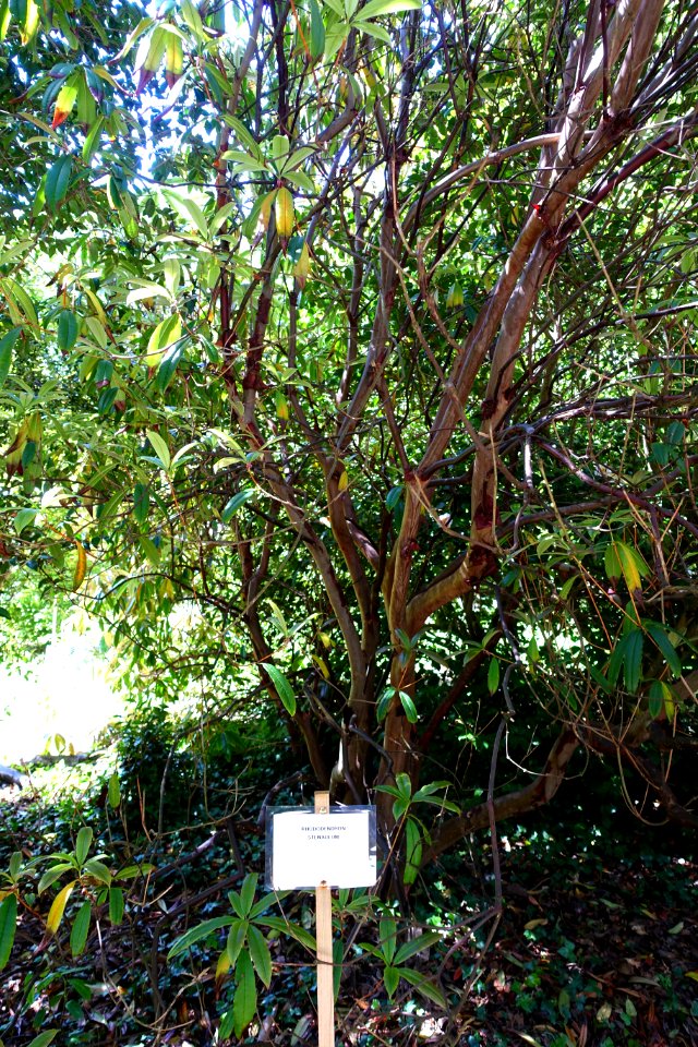 Rhododendron moulmainense (Rhododendron stenaulum) - Caerhayes Castle gardens - Cornwall, England - DSC03051