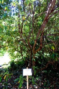 Rhododendron moulmainense (Rhododendron stenaulum) - Caerhayes Castle gardens - Cornwall, England - DSC03051