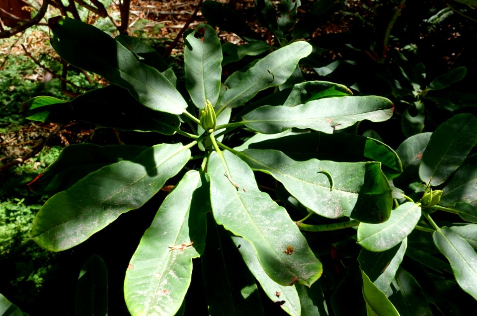 Rhododendron sutchuenense - UBC Botanical Garden - Vancouver, Canada - DSC07985