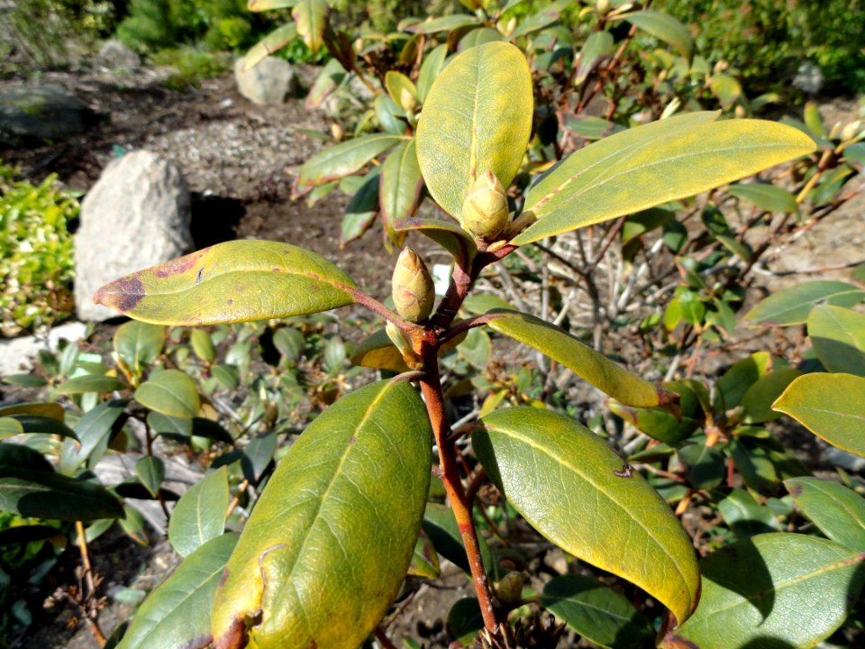 Rhododendron minus - University of Copenhagen Botanical Garden - DSC07590
