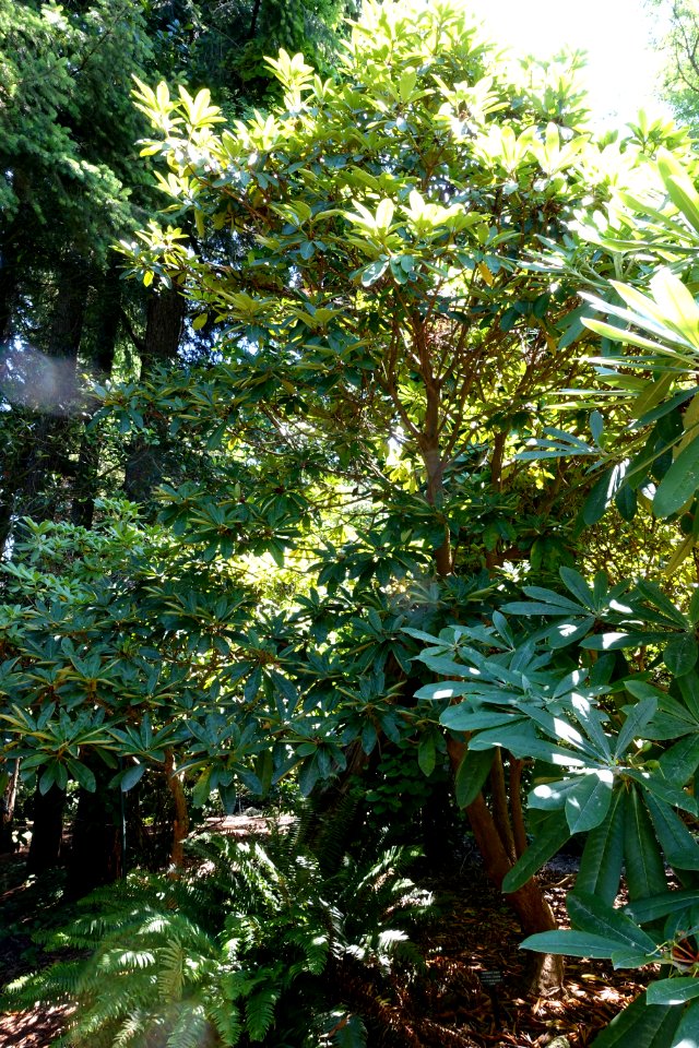 Rhododendron lacteum - VanDusen Botanical Garden - Vancouver, BC - DSC07222