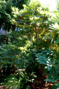 Rhododendron lacteum - VanDusen Botanical Garden - Vancouver, BC - DSC07222