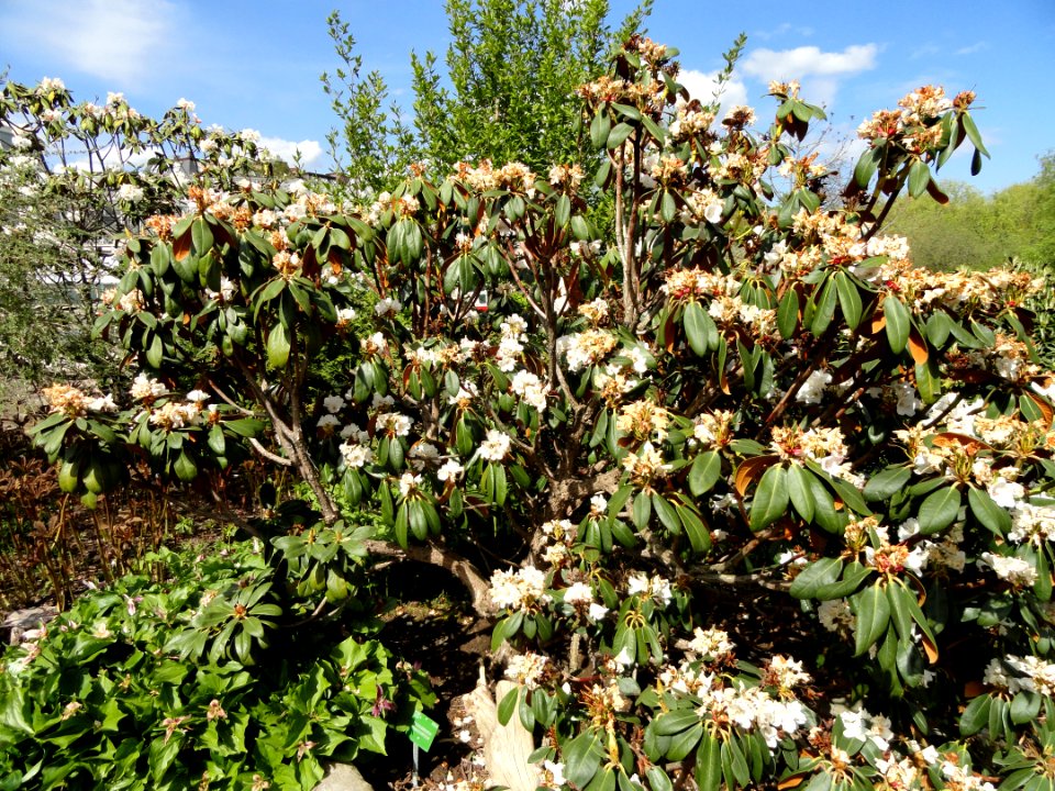 Rhododendron phaeochrysum - University of Copenhagen Botanical Garden - DSC07577