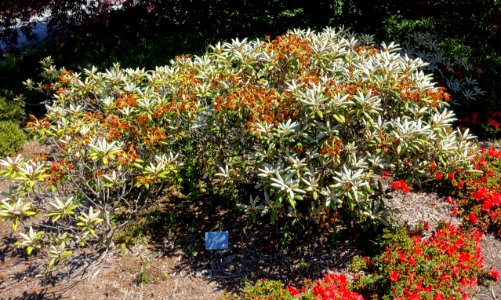 Rhododendron nakaharae - UBC Botanical Garden - Vancouver, Canada - DSC08397