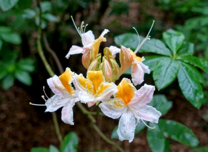 Rhododendron occidentale - RHS Garden Harlow Carr - North Yorkshire, England - DSC01288
