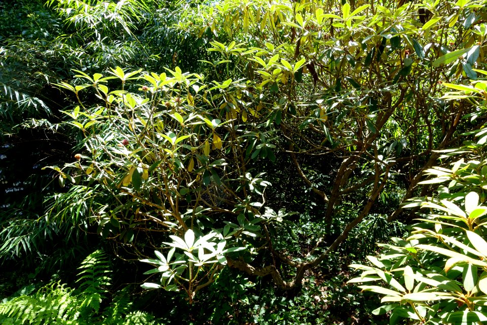 Rhododendron niveum - UBC Botanical Garden - Vancouver, Canada - DSC08519