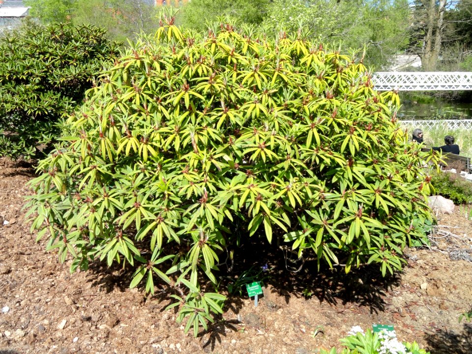 Rhododendron strigillosum - University of Copenhagen Botanical Garden - DSC07586