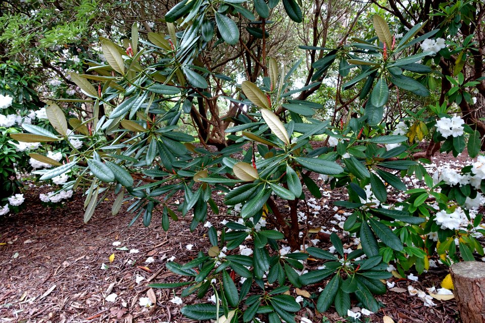 Rhododendron kesangiae - Hillier Gardens - Romsey, Hampshire, England - DSC04759