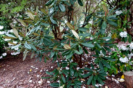 Rhododendron kesangiae - Hillier Gardens - Romsey, Hampshire, England - DSC04759