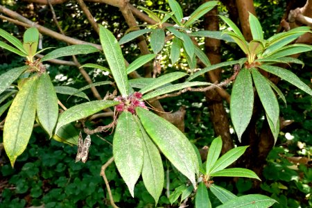 Rhododendron strigillosum - VanDusen Botanical Garden - Vancouver, BC - DSC07199