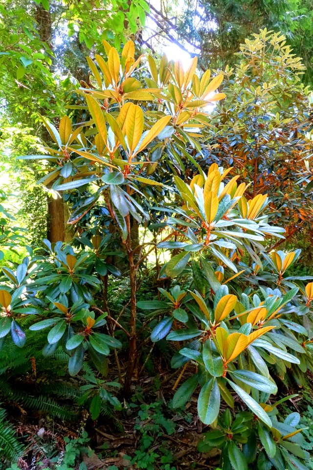 Rhododendron kesangiae - UBC Botanical Garden - Vancouver, Canada - DSC07944