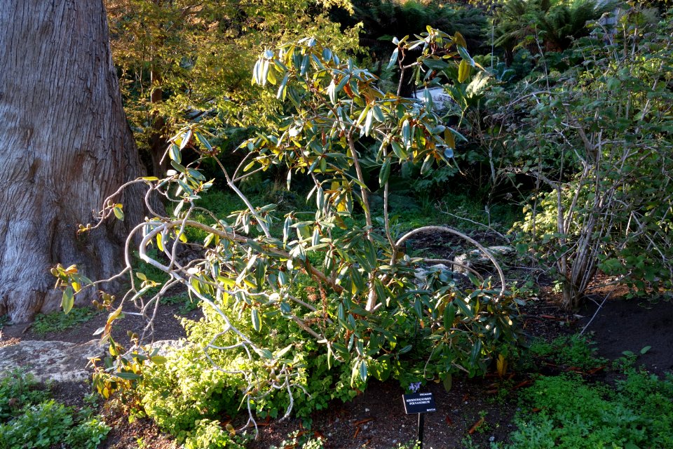 Rhododendron maddenii (Rhododendron polyandrum) - San Francisco Botanical Garden - DSC00096