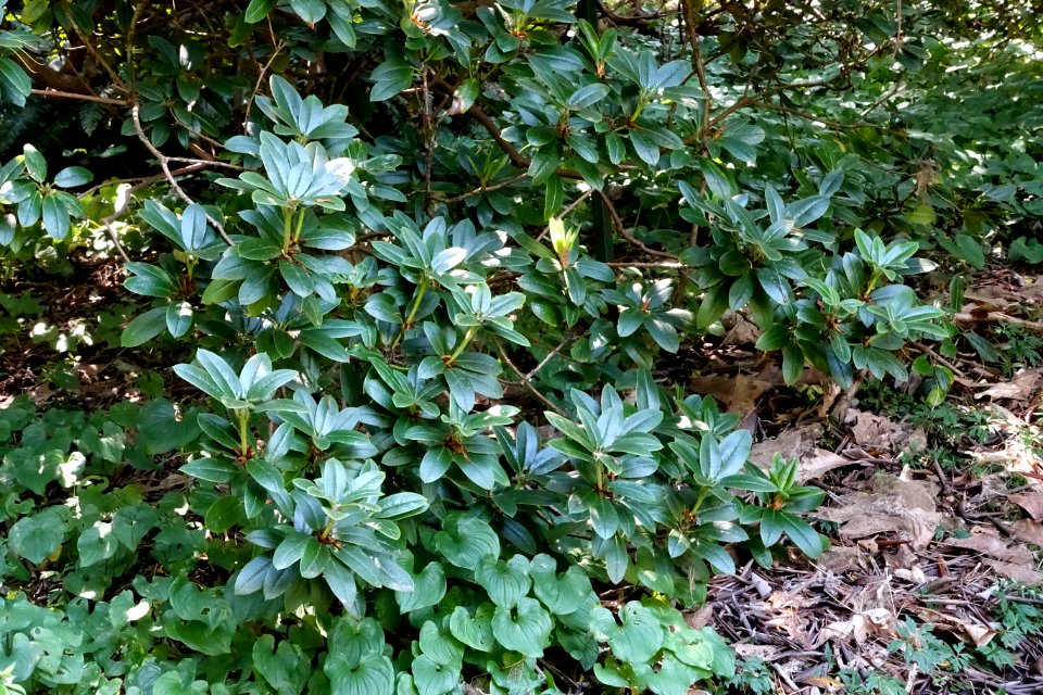 Rhododendron moupinense - VanDusen Botanical Garden - Vancouver, BC - DSC07192