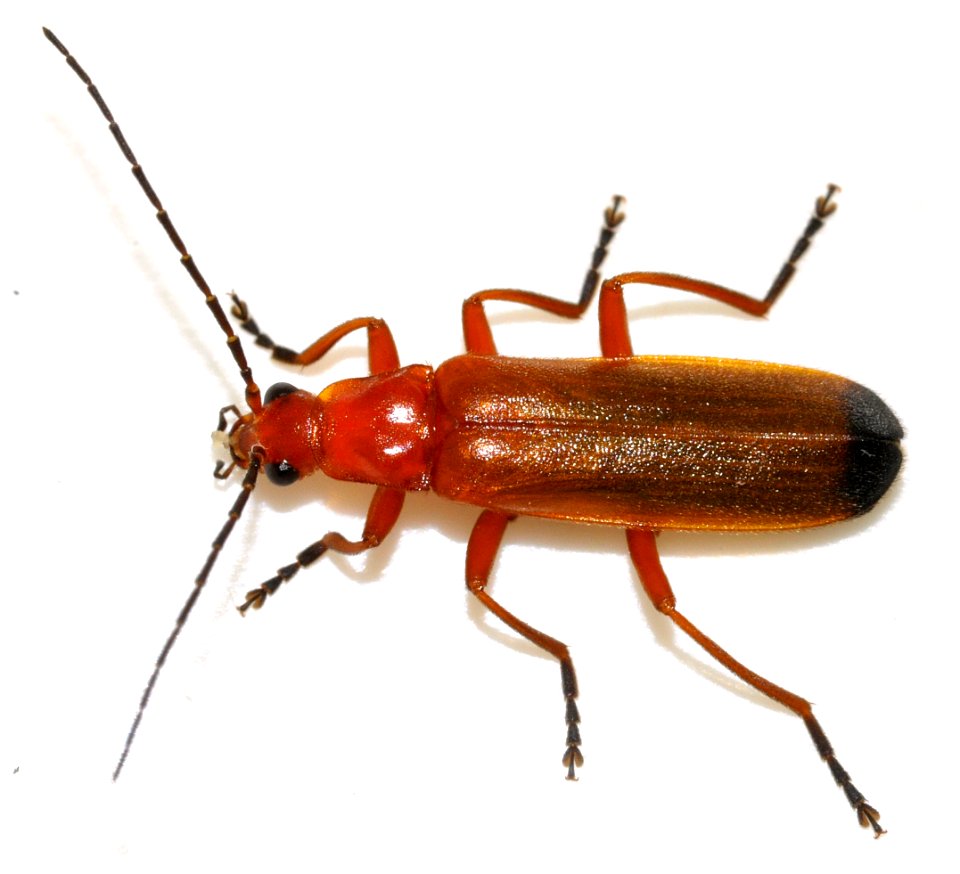 Rhagonycha-fulva-12-fws