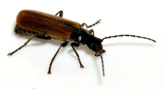 Rhagonycha-nigripes-05-fws