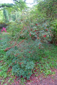 Rhododendron neriiflorum 'Euchaites' - Hillier Gardens - Romsey, Hampshire, England - DSC04831