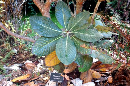 Rhododendron macabeanum - Mendocino Coast Botanical Gardens - DSC02102