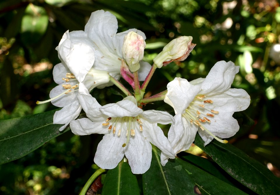 Rhododendron vernicosum - VanDusen Botanical Garden - Vancouver, BC - DSC07334