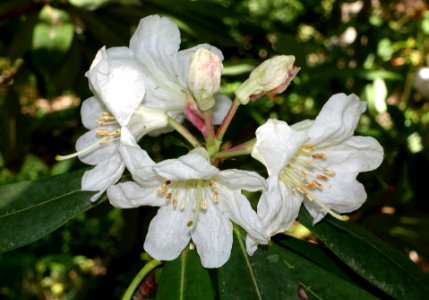 Rhododendron vernicosum - VanDusen Botanical Garden - Vancouver, BC - DSC07334