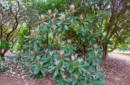 Rhododendron kesangiae - Hillier Gardens - Romsey, Hampshire, England - DSC04775