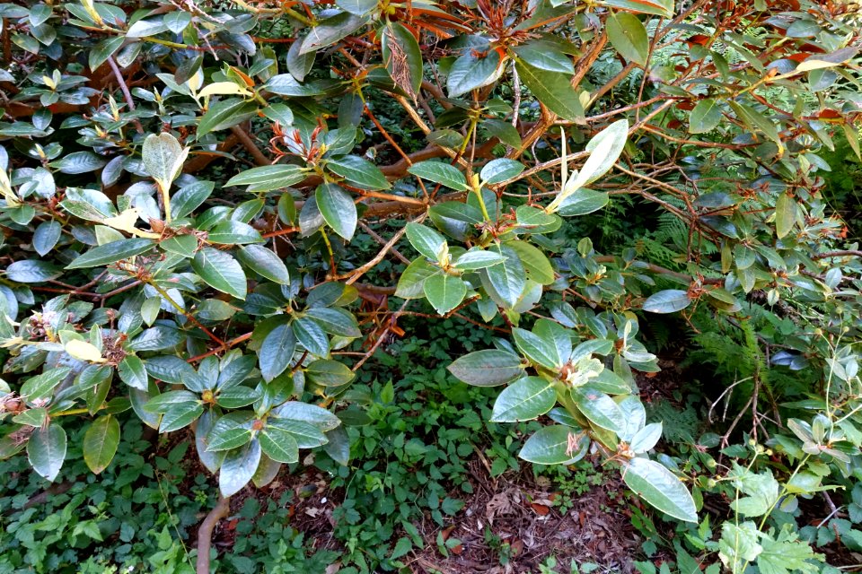 Rhododendron wasonii - UBC Botanical Garden - Vancouver, Canada - DSC08183