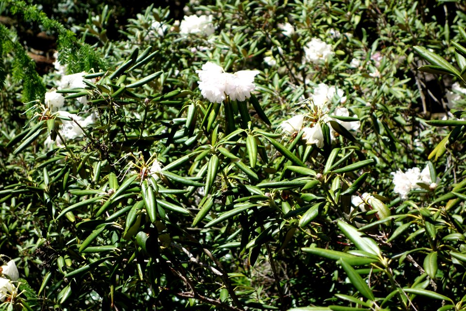 Rhododendron metternichii var. hondoense - Arnold Arboretum - DSC06883