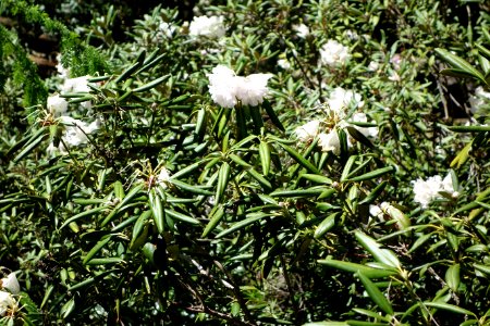 Rhododendron metternichii var. hondoense - Arnold Arboretum - DSC06883