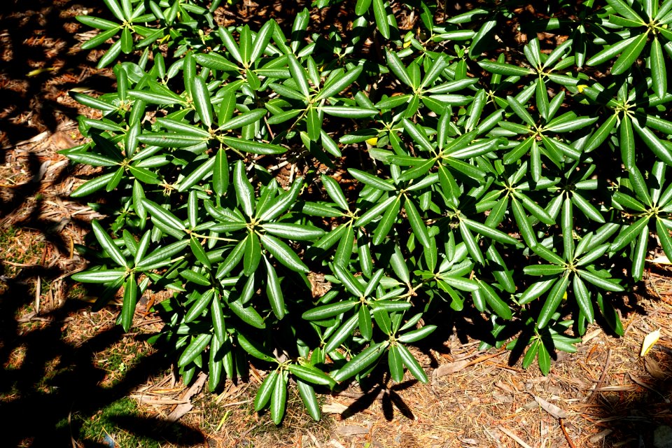 Rhododendron oreodoxa - VanDusen Botanical Garden - Vancouver, BC - DSC06892