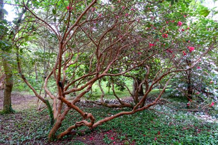 Rhododendron thomsonii - Hillier Gardens - Romsey, Hampshire, England - DSC04732