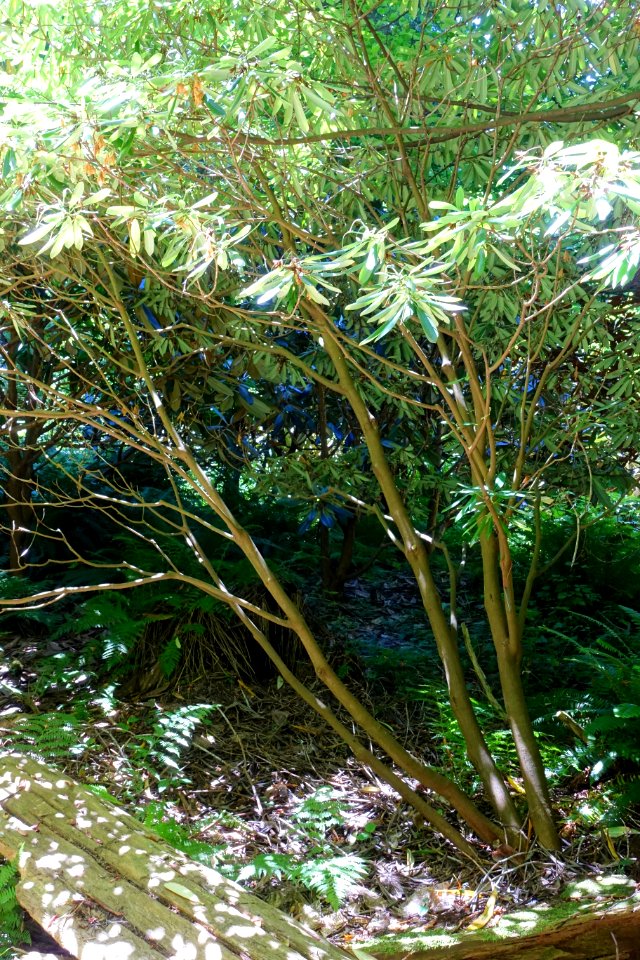 Rhododendron vernicosum 'Loch Eck' - UBC Botanical Garden - Vancouver, Canada - DSC07890