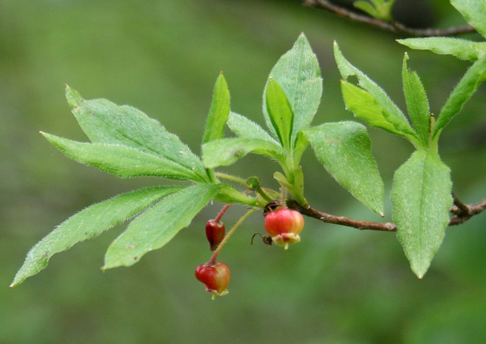 Rhododendron pentandrum (Mount Nogohaku)