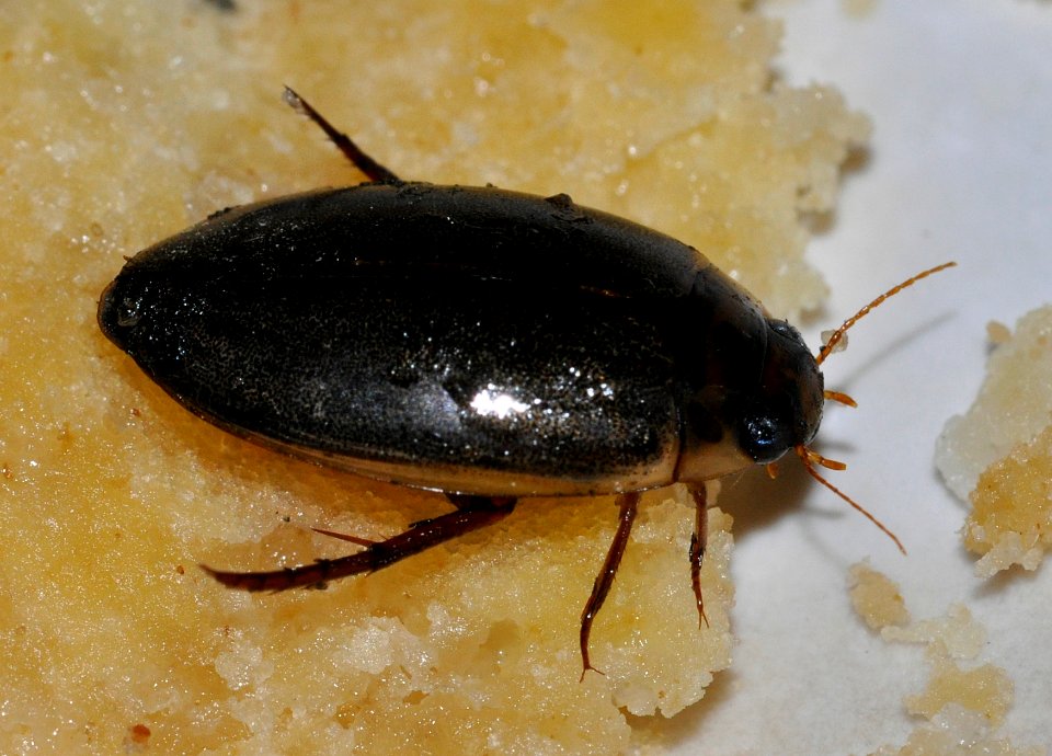 Rhantus-suturalis-01-fws