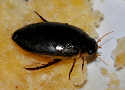 Rhantus-suturalis-01-fws