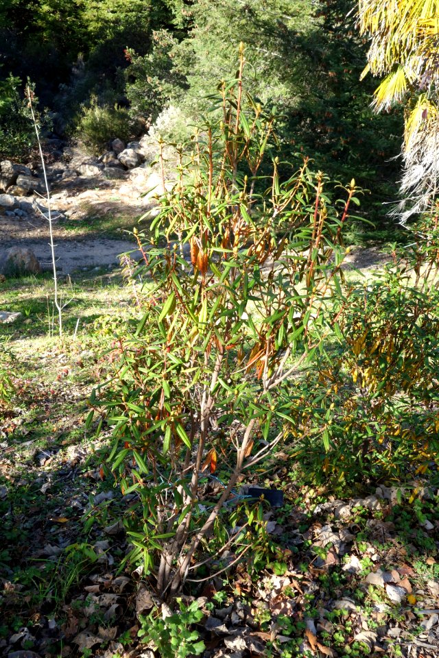 Rhododendron polylepis - Quarryhill Botanical Garden - DSC03801