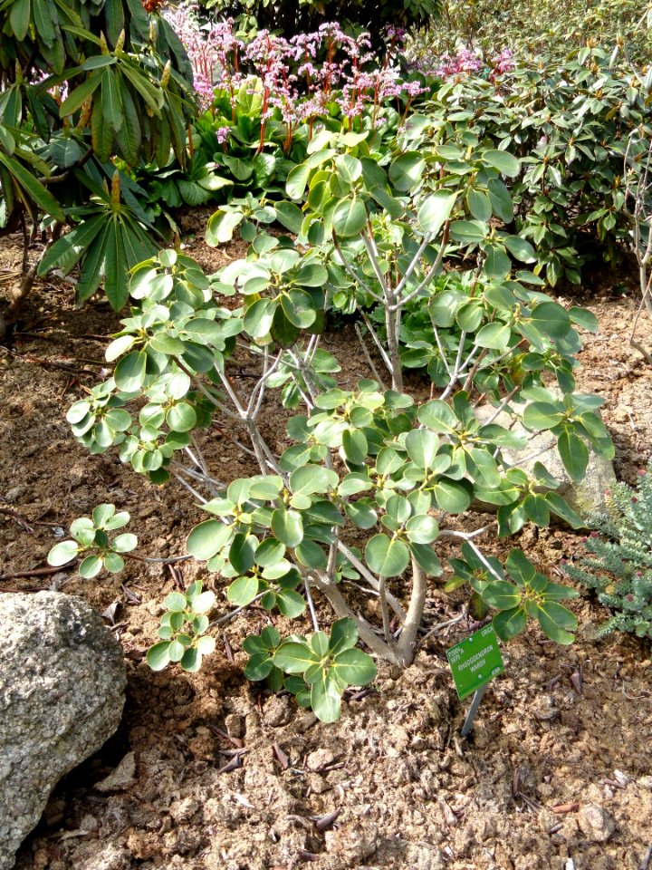 Rhododendron wardii - University of Copenhagen Botanical Garden - DSC07624