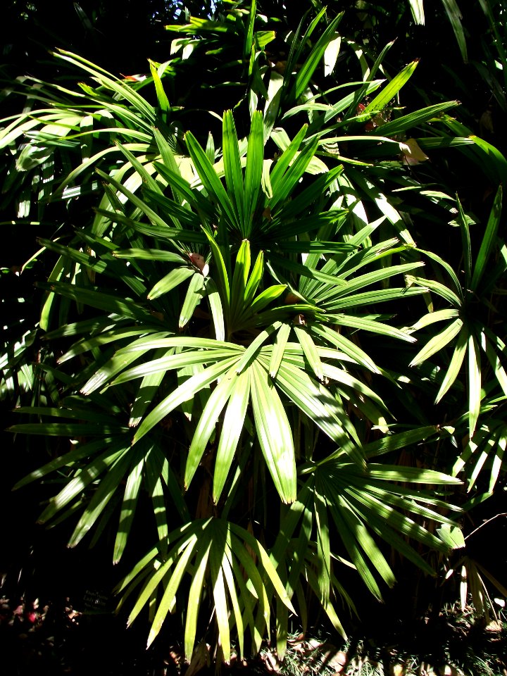 Rhapis excelsa 1