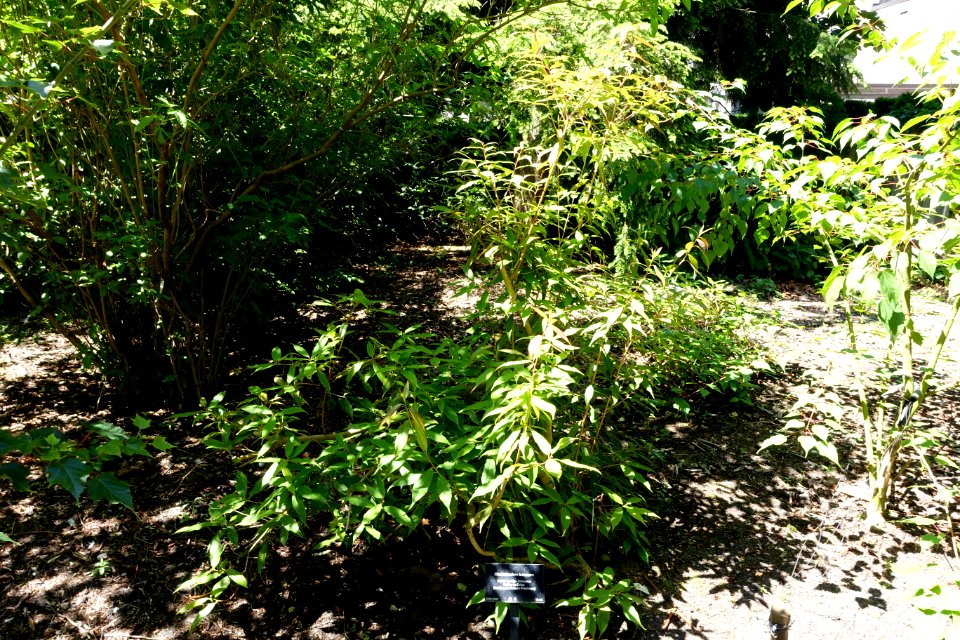 Rhododendron lutescens - VanDusen Botanical Garden - Vancouver, BC - DSC07212