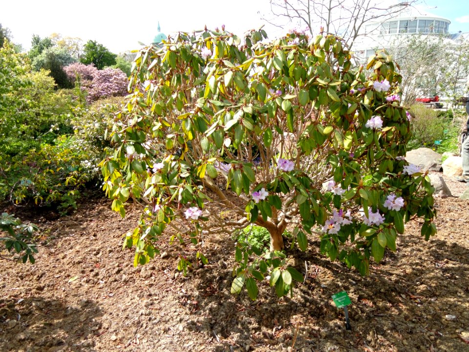 Rhododendron wallichii - University of Copenhagen Botanical Garden - DSC07607