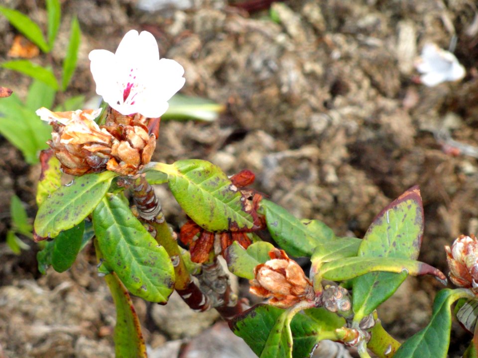 Rhododendron uvarifolium - University of Copenhagen Botanical Garden - DSC07559