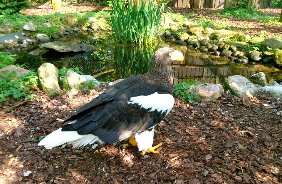 Riesenseeadler (Haliaeetus pelagicus)