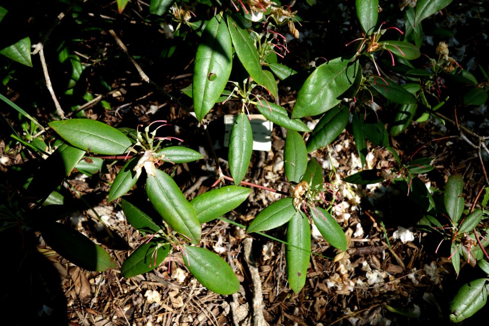 Rhododendron minus - Arnold Arboretum - DSC06650