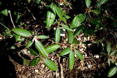 Rhododendron minus - Arnold Arboretum - DSC06650