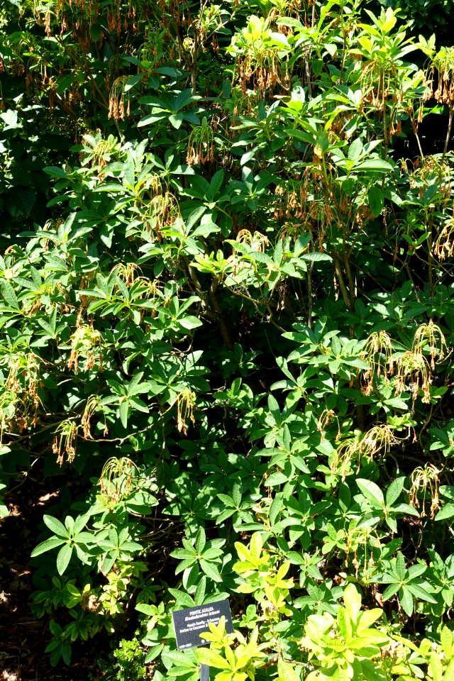 Rhododendron luteum - VanDusen Botanical Garden - Vancouver, BC - DSC06857