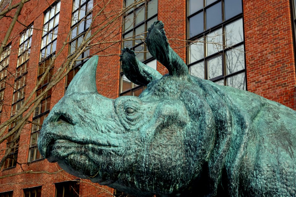 Rhonoceros by Katherine Lane Weems, unveiled 1937, bronze - Bio Labs - Harvard University - DSC02671