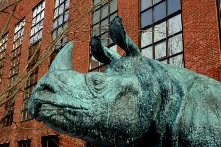 Rhonoceros by Katherine Lane Weems, unveiled 1937, bronze - Bio Labs - Harvard University - DSC02671
