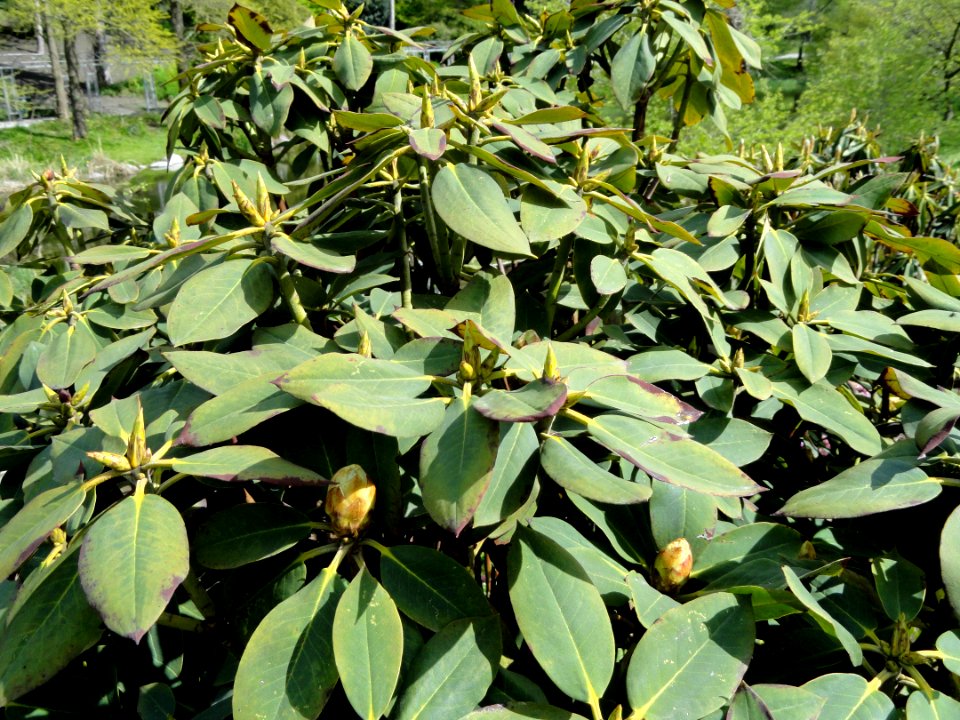 Rhododendron sikangense var. exquisitum - University of Copenhagen Botanical Garden - DSC07593