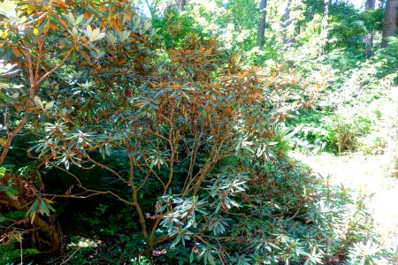 Rhododendron recurvoides - UBC Botanical Garden - Vancouver, Canada - DSC08212