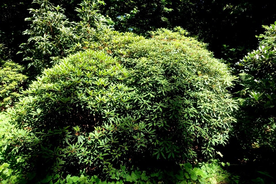 Rhododendron longipes - UBC Botanical Garden - Vancouver, Canada - DSC08252